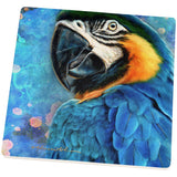 Exotic Blue Gold Macaw Square Sandstone Coaster