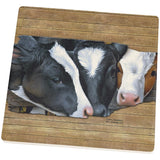 Queens of the Dairy Farm Cows Square Sandstone Coaster