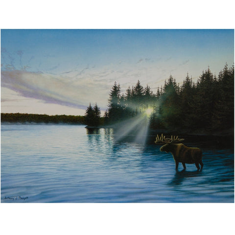 Moose In The Lake Blank Greeting Card
